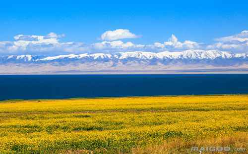 油菜花旁的青海湖美景