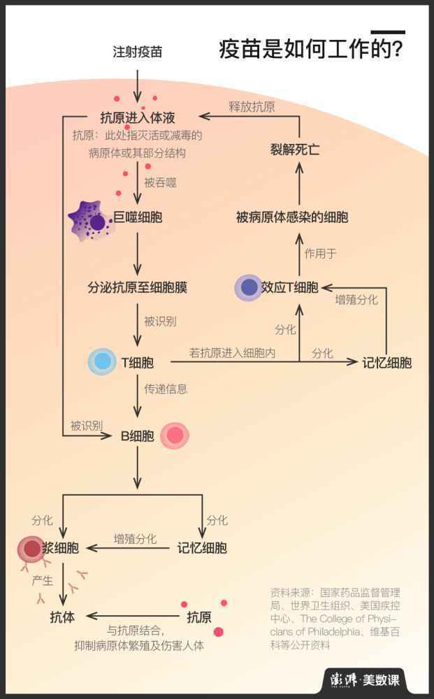 新冠疫苗最新消息(美国疫苗临床试验已经开始)
