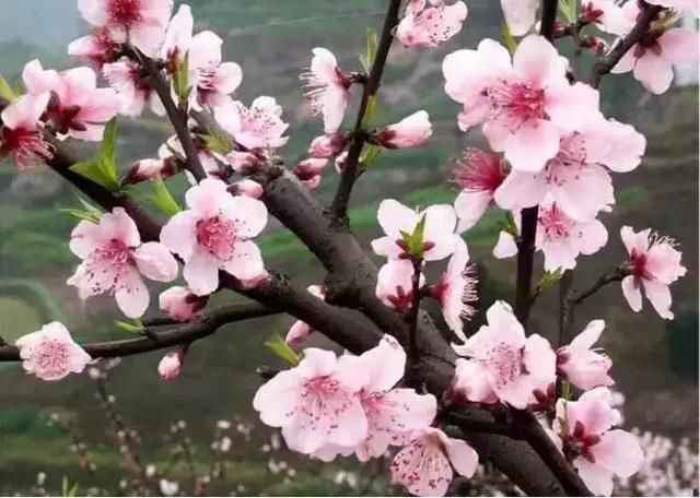  四川广元千亩桃花开 旅游陶醉乐不思归