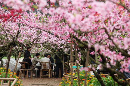  四川成都赏花去哪里，这些地方你们么能错过呢