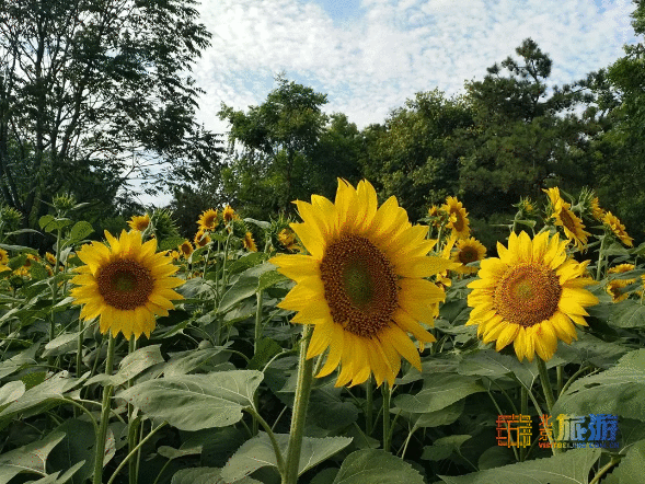 太美了！百亩北京最美花海已经就绪，等你带着相机来！