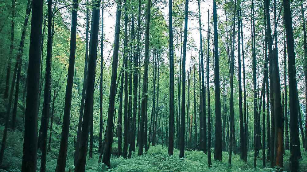 四川小众目的地——都江堰、青城山,不可错过的四川旅游秘境