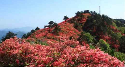 从井冈山到丹寨，全国最全的杜鹃花打卡地都在这里了