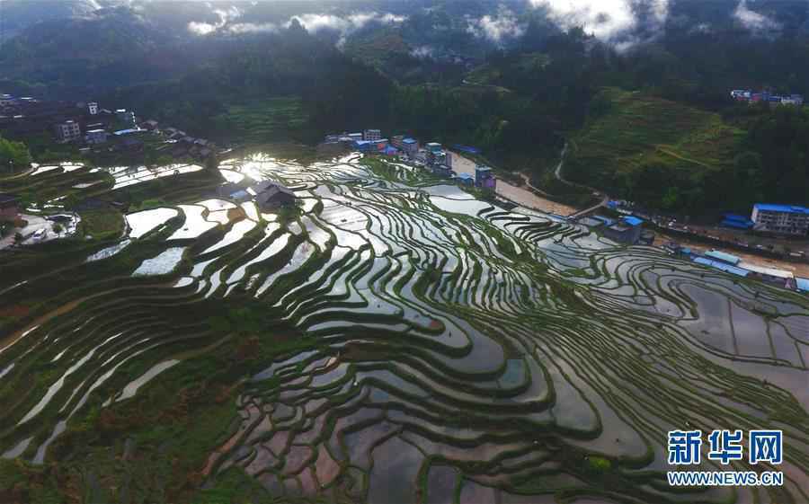 广西：春雨丰沛梯田美