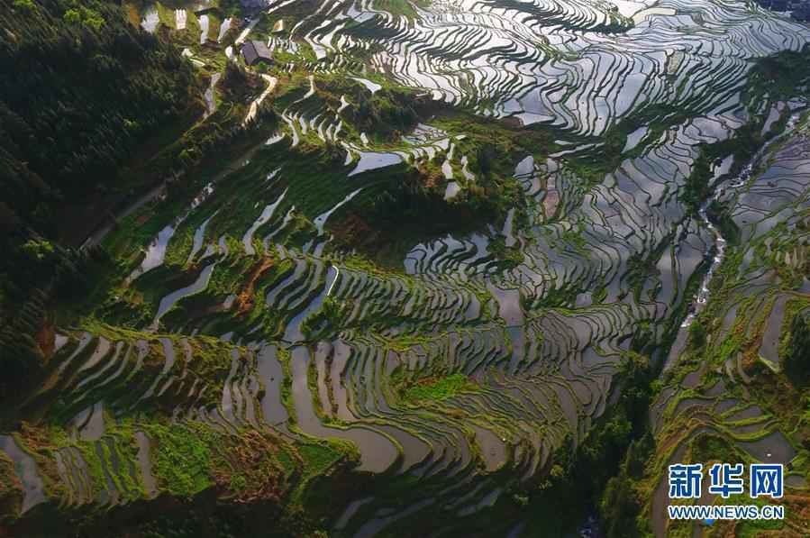 广西：春雨丰沛梯田美
