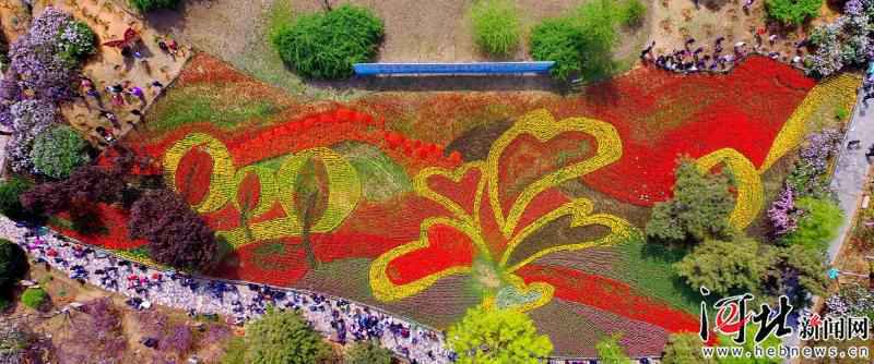 秦皇岛：郁金香花海迎客来