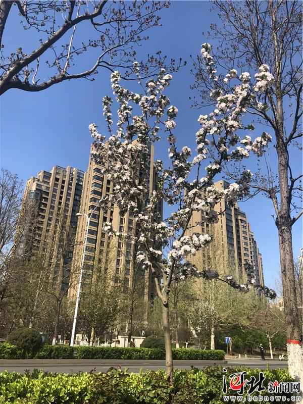 廊坊：四月春花开满城