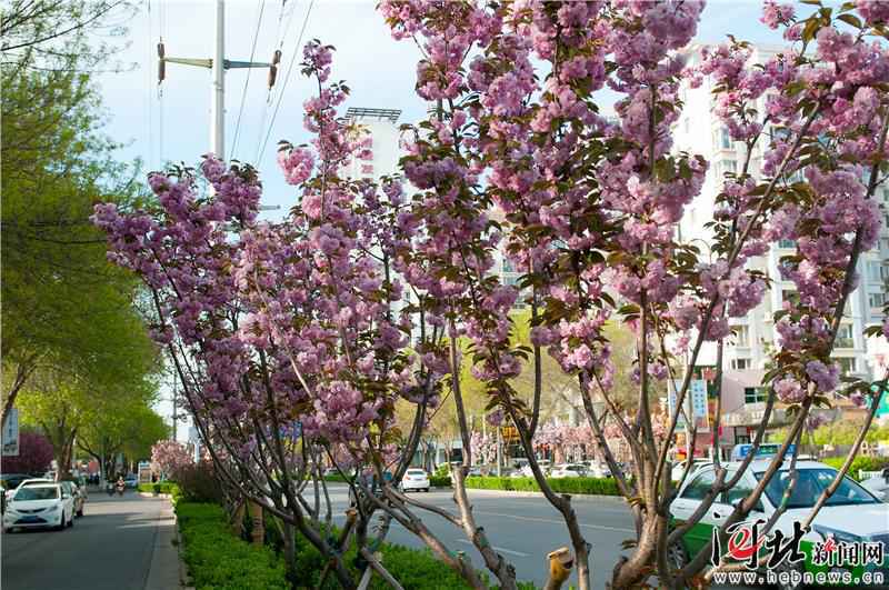 廊坊：四月春花开满城
