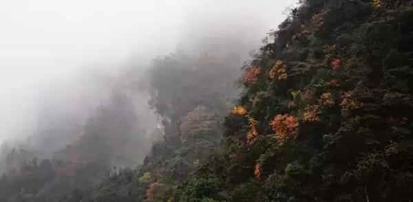  四川赏枫叶最全指南