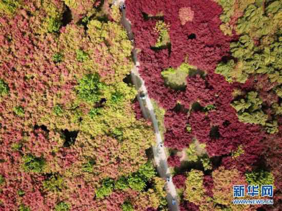 （春季美丽生态）（1）枫林新叶吐红