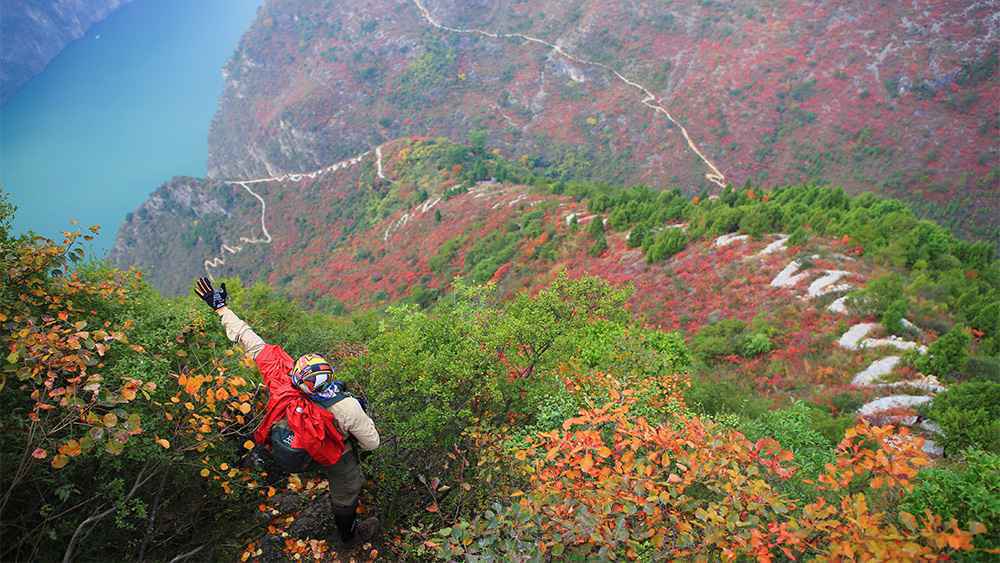 长江三峡红叶几月份开始变红?三峡红叶观赏指南
