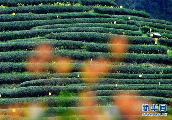 （春季美丽生态）（2）武夷山：生态茶园 静待采摘