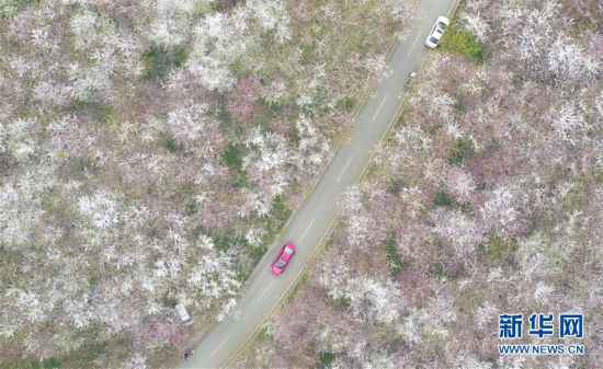 （环境）（6）樱花如雪春正好