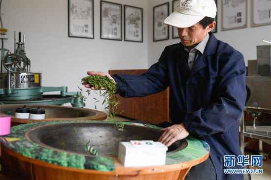 杭州西湖龙井春茶开采
