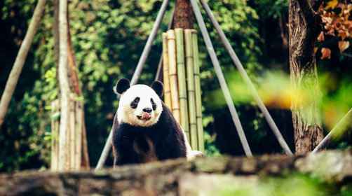  第一次去四川成都，看这份成都旅游景点推荐就够了