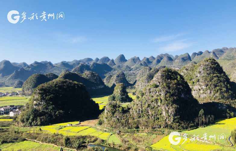 赏花正当时！万峰林油菜花提前绽放