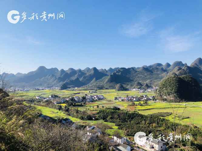 赏花正当时！万峰林油菜花提前绽放