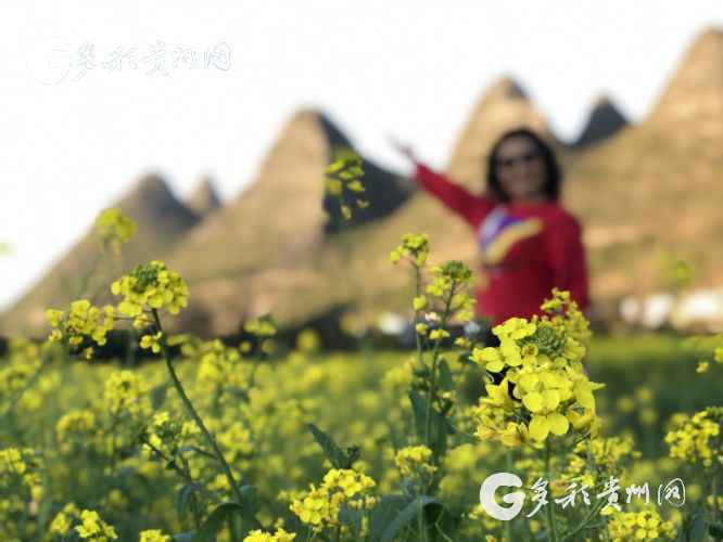 赏花正当时！万峰林油菜花提前绽放