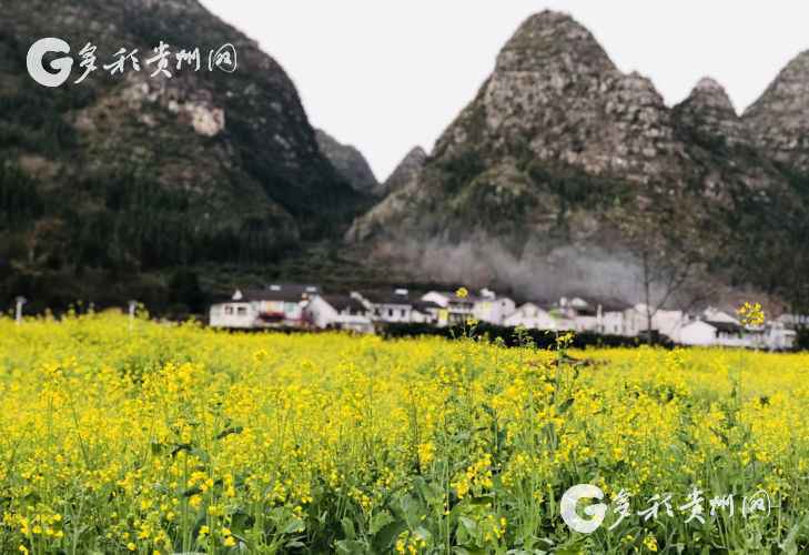 赏花正当时！万峰林油菜花提前绽放