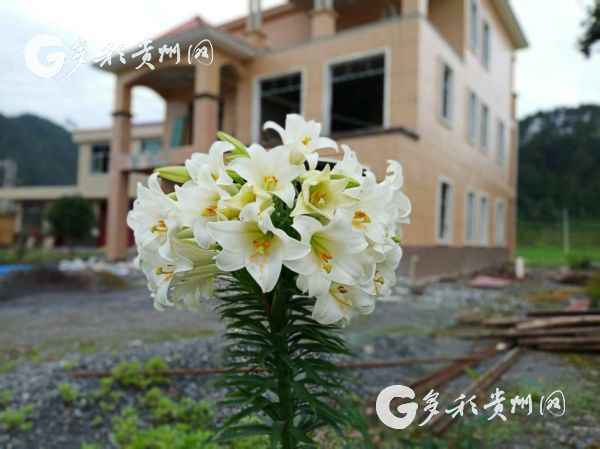 三穗惊现百合花魁，一株开出52朵百合花