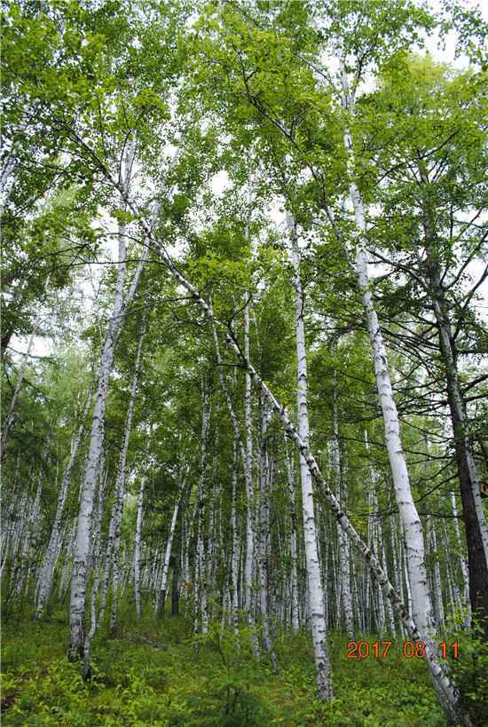  找北游、避暑游，北极漠河夏至旅游热来临