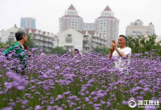 杭州：城市花海