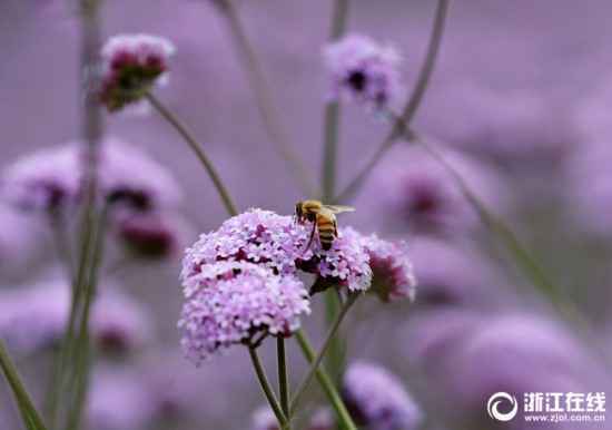 杭州：城市花海