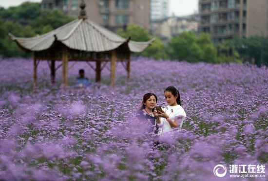 杭州：城市花海