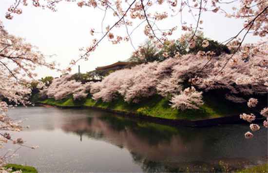  今春赏樱旅游预定高峰提前半月