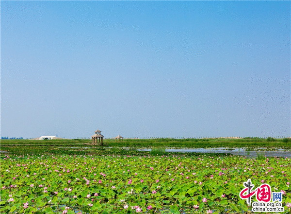 初夏荷花展枝桠 宁夏沙湖胜江南