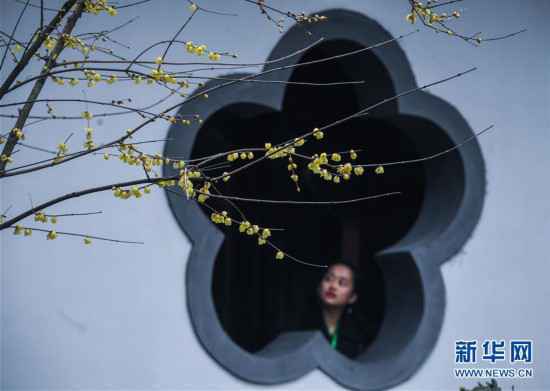 （美丽中国）（7）寒梅凌冬次第开