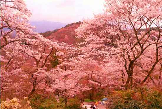  深入京都小众赏樱地，带你看尽樱花季美景
