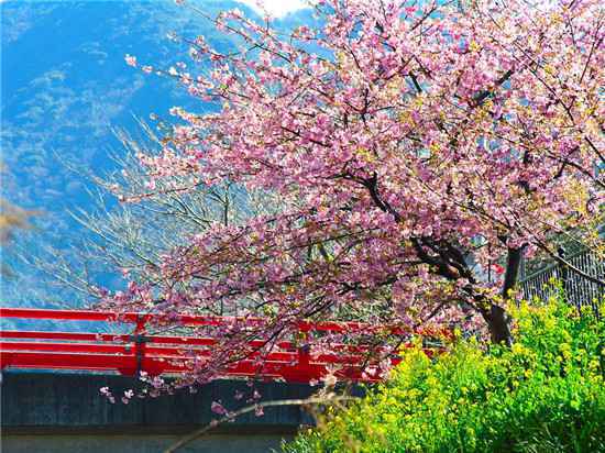  深入京都小众赏樱地，带你看尽樱花季美景