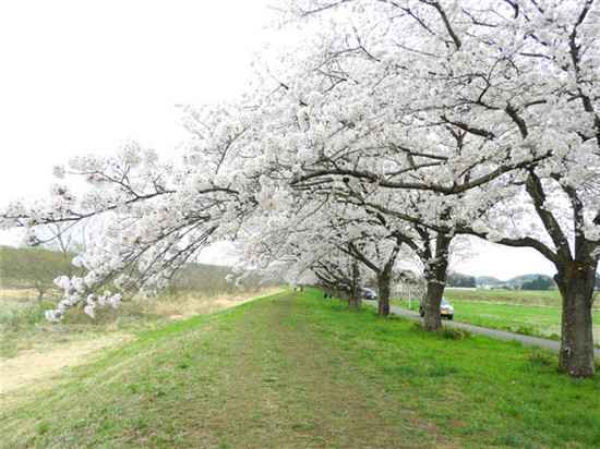  深入京都小众赏樱地，带你看尽樱花季美景