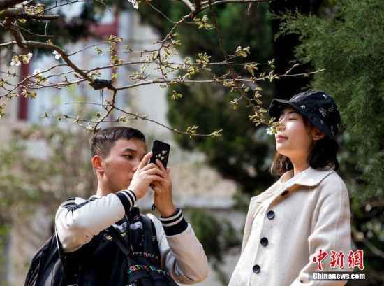 武汉大学樱花初绽 吸引游客观赏