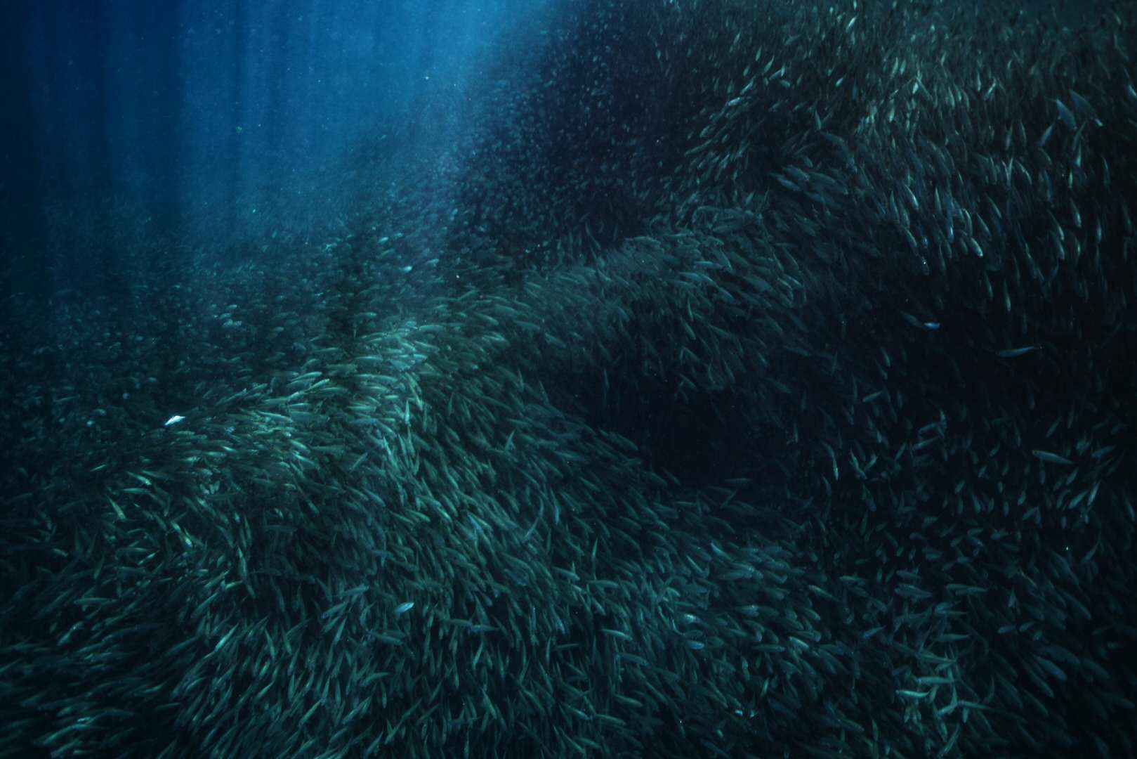 【潜水入坑指南】小白顽强的diver进化史~更新到