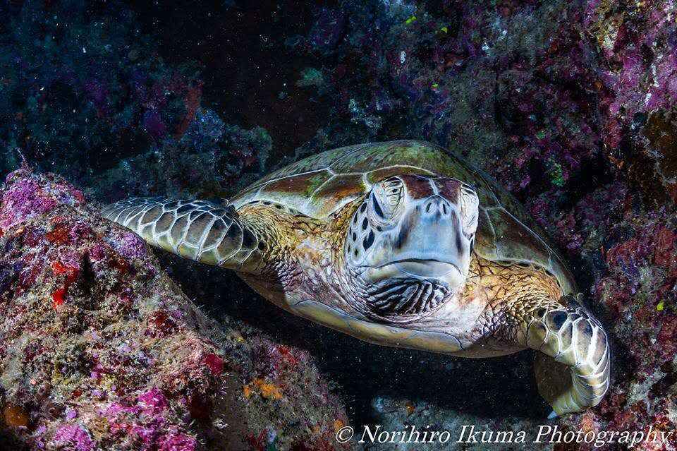 【潜水入坑指南】小白顽强的diver进化史~更新到