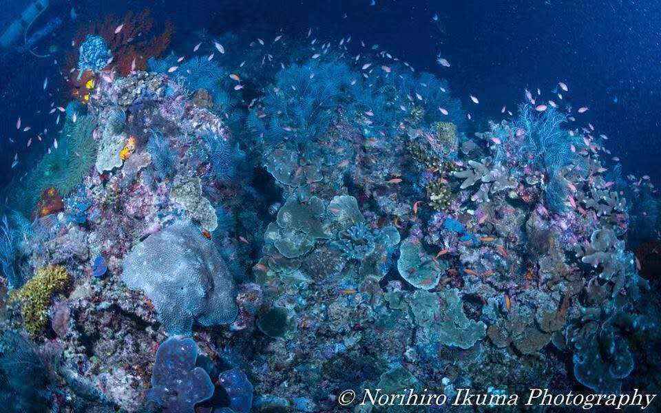 【潜水入坑指南】小白顽强的diver进化史~更新到