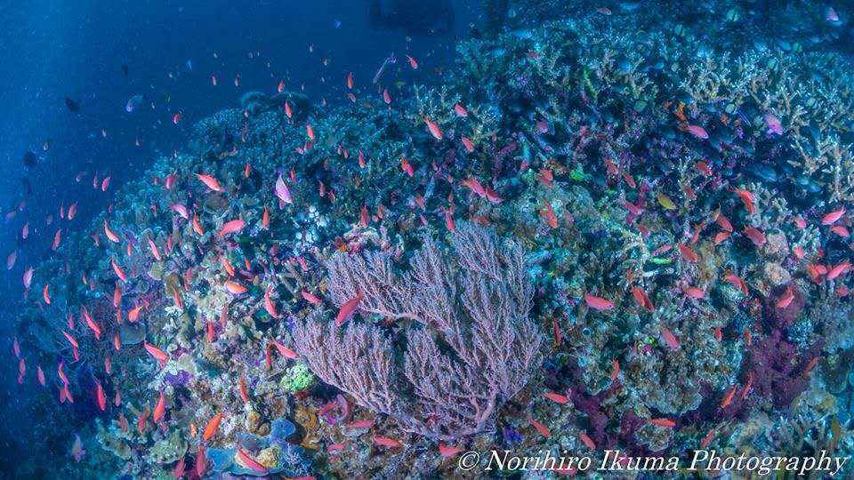 【潜水入坑指南】小白顽强的diver进化史~更新到