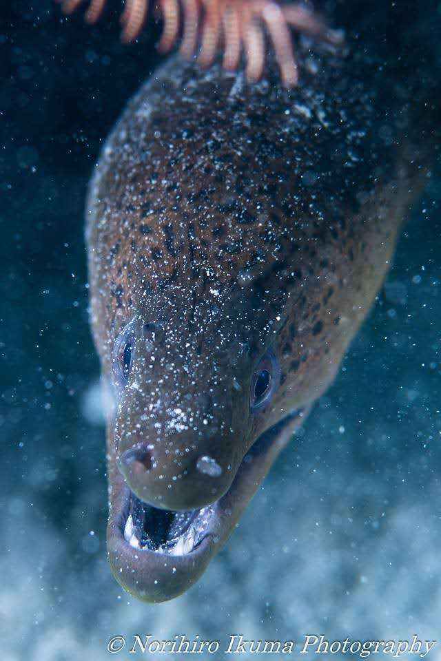 【潜水入坑指南】小白顽强的diver进化史~更新到