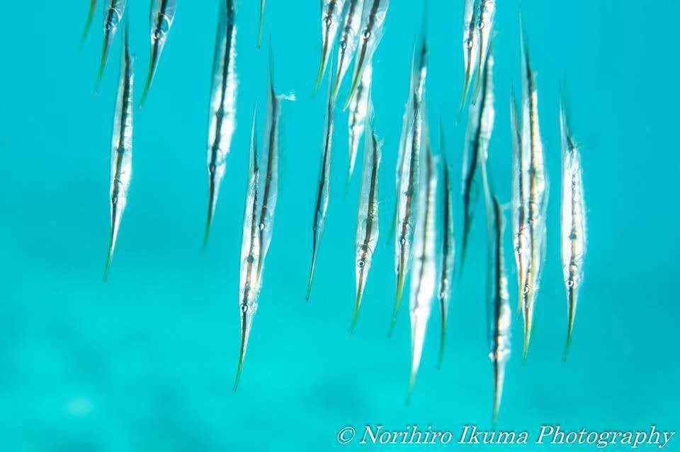 【潜水入坑指南】小白顽强的diver进化史~更新到