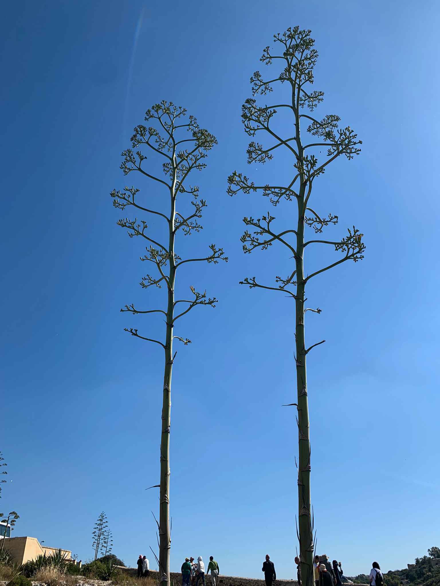 2019 101 环球之旅 Peace boat 99days，day 31（5/24）,马耳