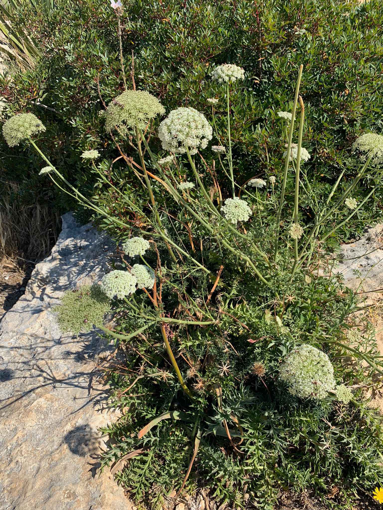 2019 101 环球之旅 Peace boat 99days，day 31（5/24）,马耳