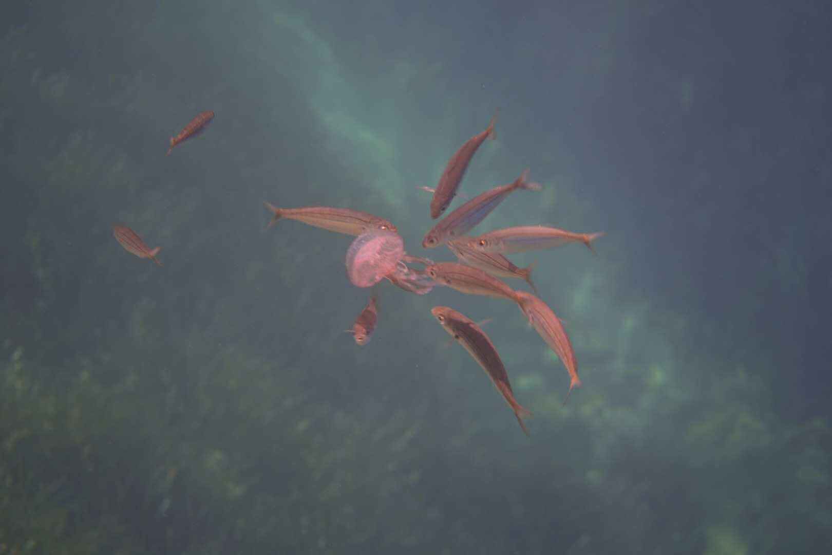 我的欧洲马耳他游学,马耳他自助游攻略