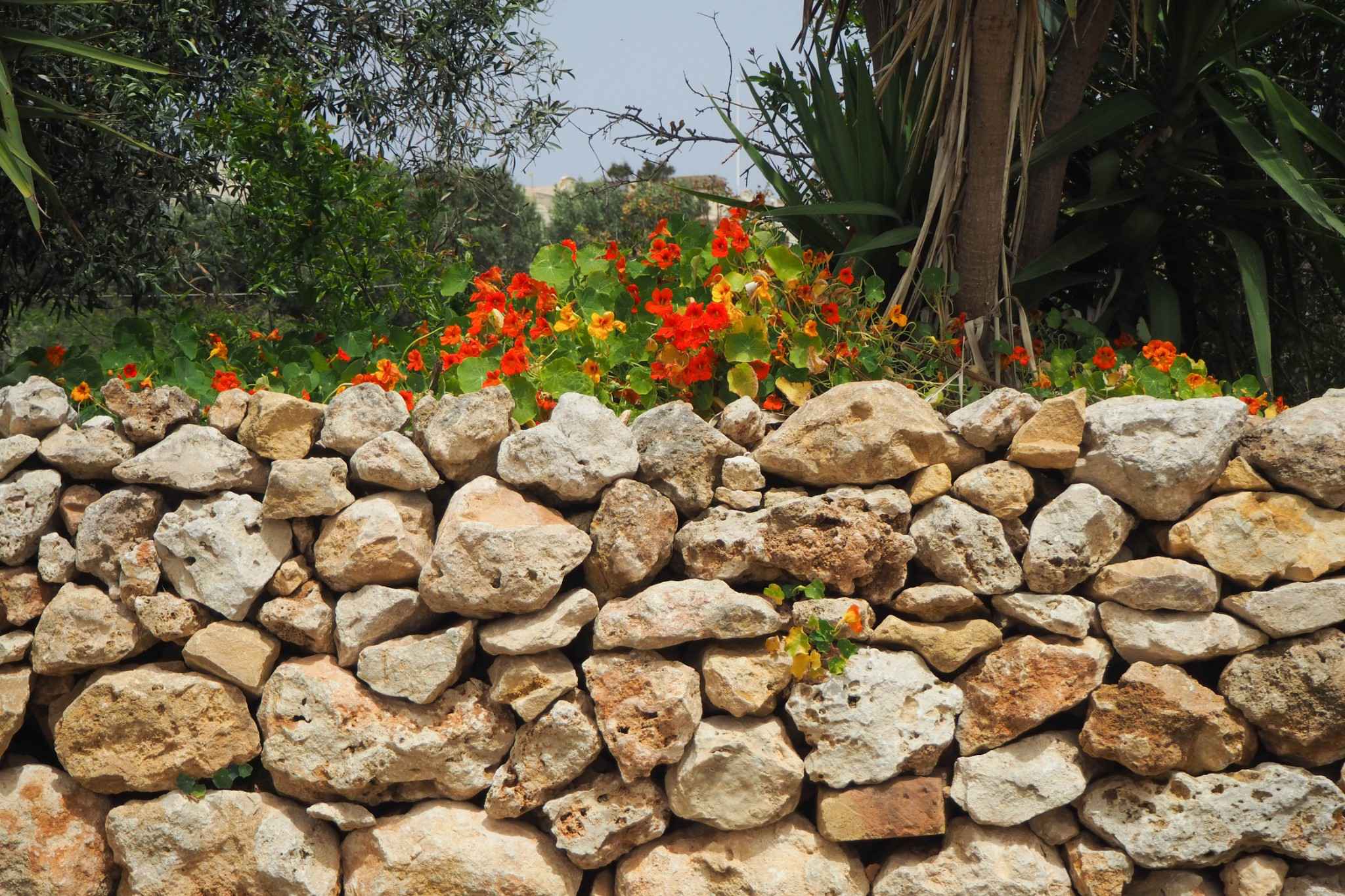 100+张照片带你看遍地中海岛国的蓝，绿，黄,马
