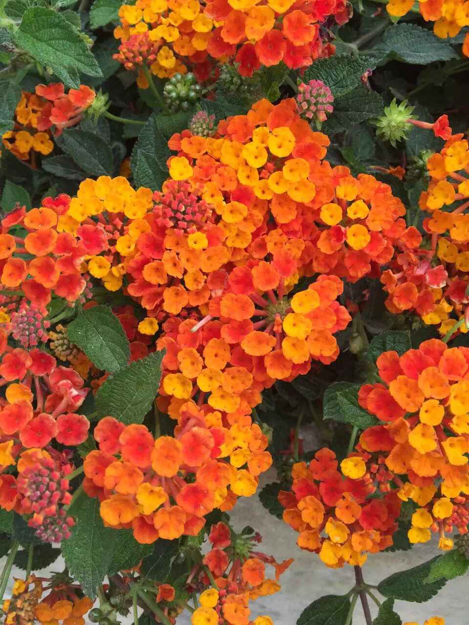 Malta 马耳他之旅 12,马耳他自助游攻略