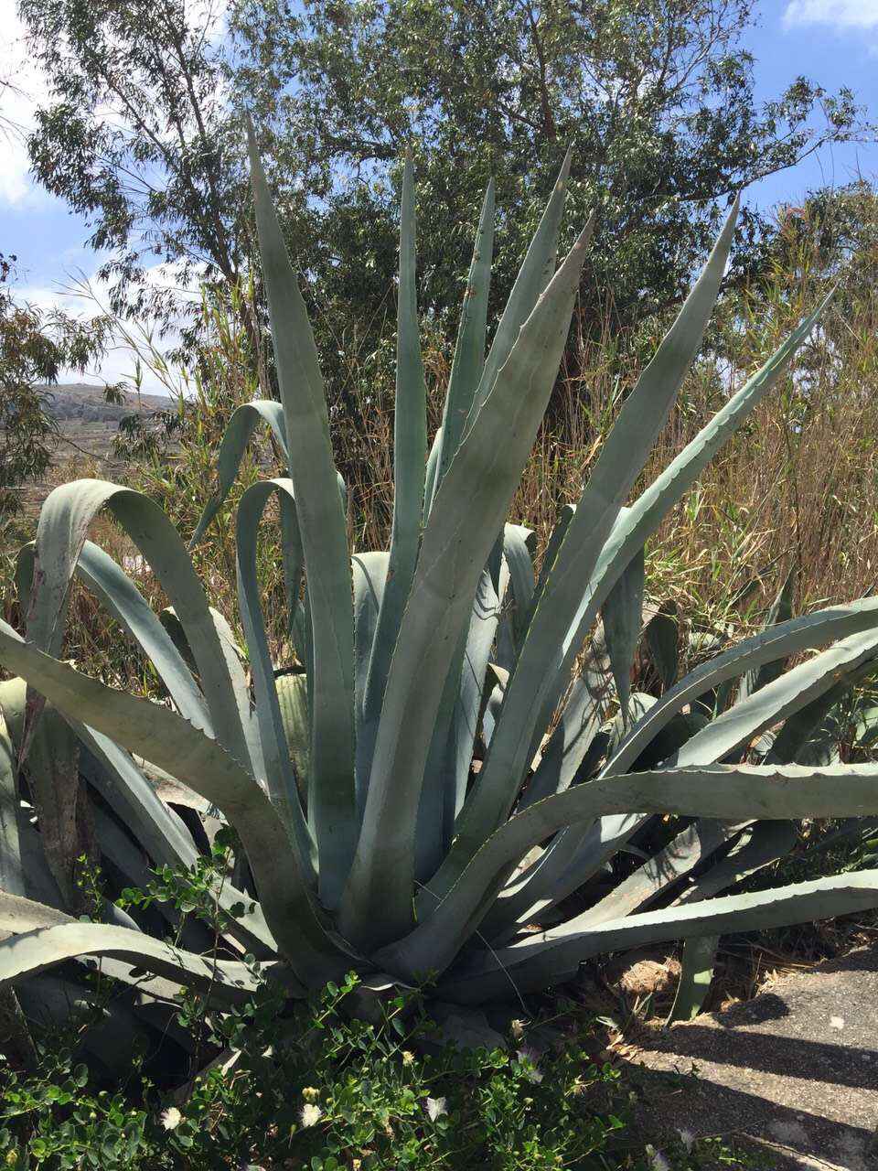 Malta 马耳他之旅 12,马耳他自助游攻略