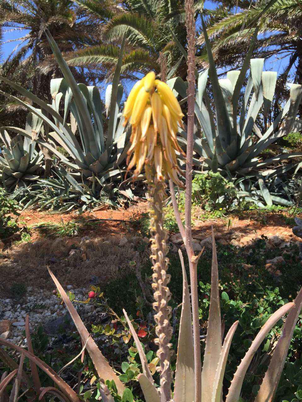 Malta 马耳他之旅 12,马耳他自助游攻略