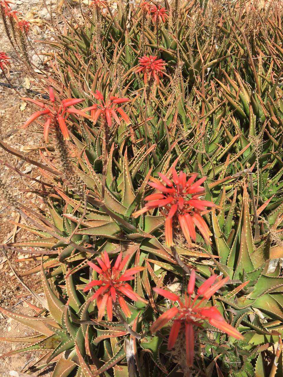 Malta 马耳他之旅 12,马耳他自助游攻略