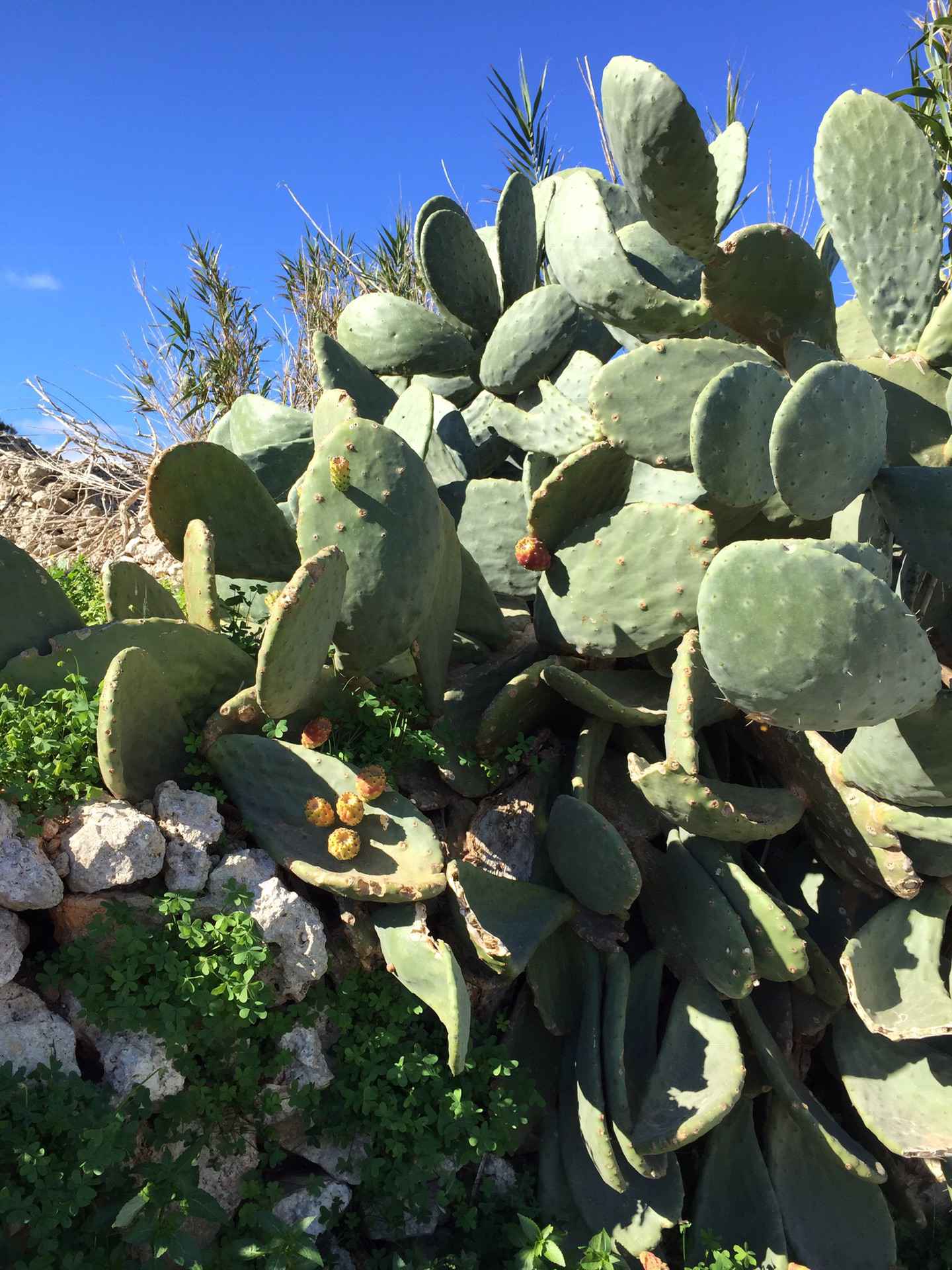 此水蔚蓝 马耳他圣诞七日谈 七,马耳他旅游攻略